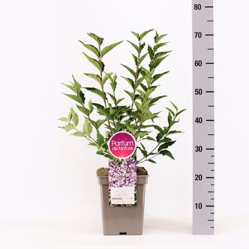 Syringa patula 'Miss Kim'