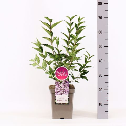 Syringa patula 'Miss Kim'