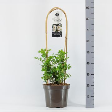 Rosa GUIRLANDE D'AMOUR