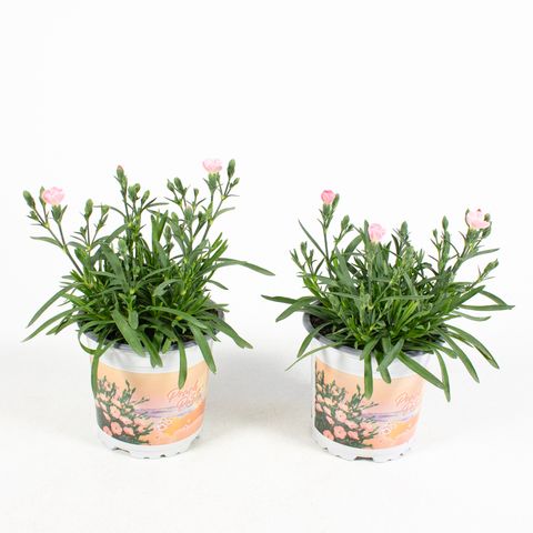 Dianthus DIANTICA PEACH PARTY