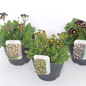 Primula LACED MIX