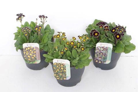 Primula LACED MIX