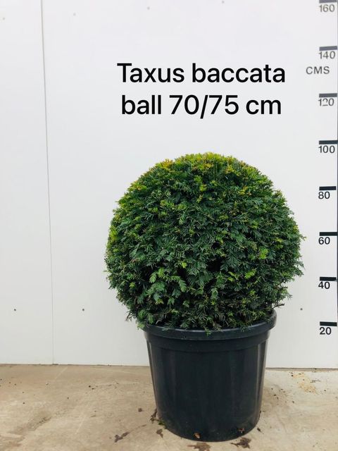 Taxus baccata