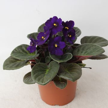 Saintpaulia 'Maxi Rana'
