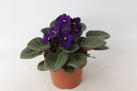Saintpaulia 'Maxi Rana'