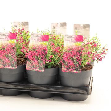 Scutellaria suffrutescens 'Texas Rose'