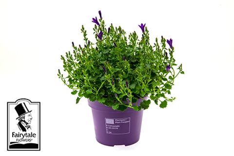 Campanula portenschlagiana BLUE GET MEE