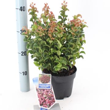 Leucothoe axillaris 'Curly Red'