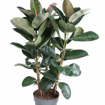 Ficus elastica 'Robusta'