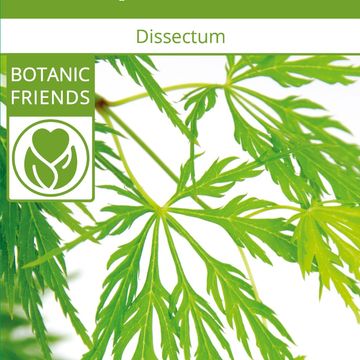 Acer palmatum 'Dissectum'