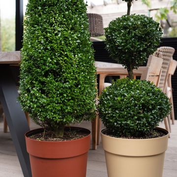 Buxus sempervirens