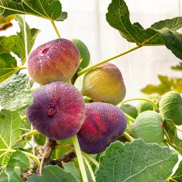 Ficus carica 'Rouge de Bordeaux'