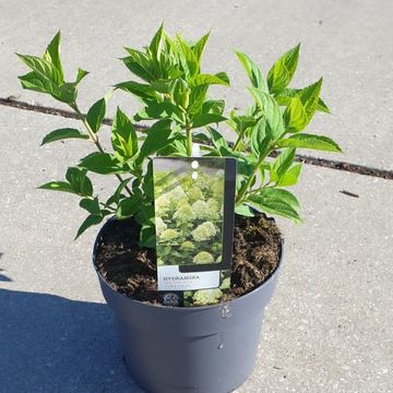 Hydrangea paniculata 'Limelight'