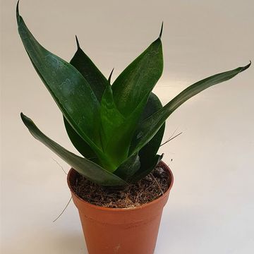 Sansevieria trifasciata 'Jade'