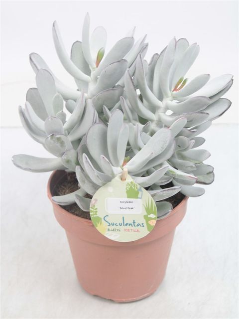 Cotyledon orbiculata 'Silver Peak'