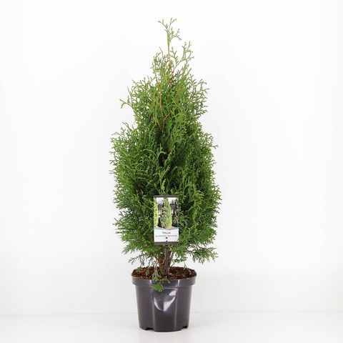 Thuja occidentalis 'Holmstrup'