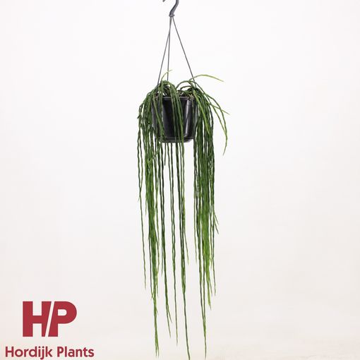 Rhipsalis paradoxa 'Minor'