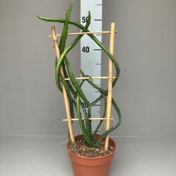 Selenicereus atropilosus