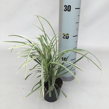 Ophiopogon 'Aztec Grass'