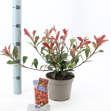 Photinia x fraseri CARRÉ ROUGE