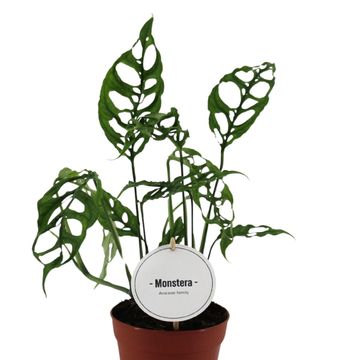 Μονστέρα obliqua 'Peru'