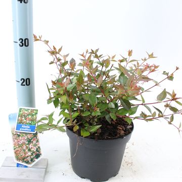 Abelia x grandiflora