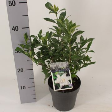 Gardenia jasminoides CELESTIAL STAR