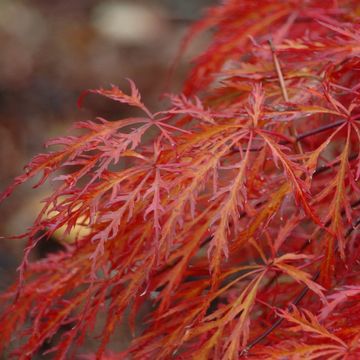 Acer palmatum 'Garnet'