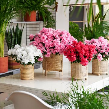 Rhododendron HORTINNO MIX