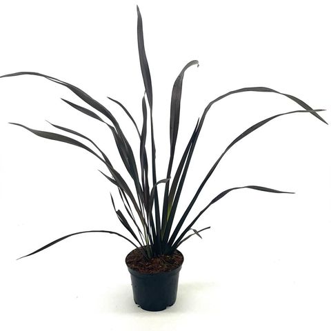 Phormium 'Platt's Black'