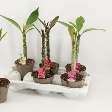 Plumeria rubra HAWAIIAN MIX