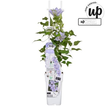 Clematis TRANQUILLITÉ