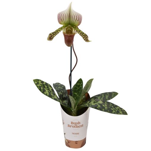 Paphiopedilum MIX