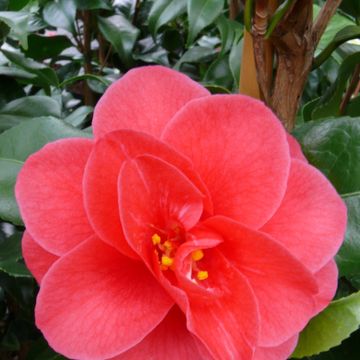 Camellia reticulata 'Mary Williams'