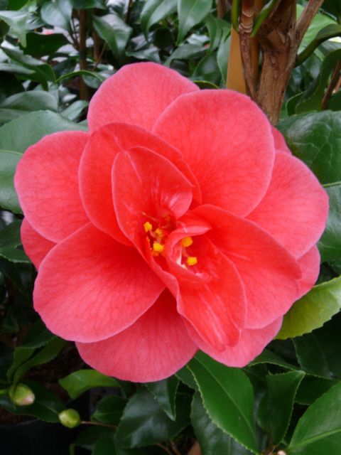 Camellia reticulata 'Mary Williams'