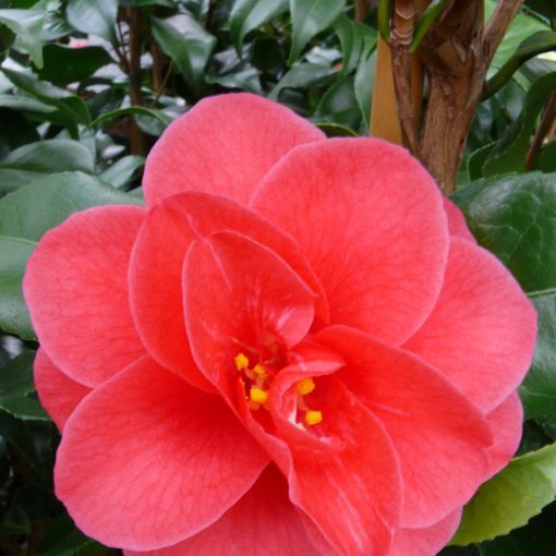 Camellia reticulata 'Mary Williams'