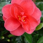 Camellia reticulata 'Mary Williams'