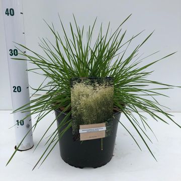 Deschampsia cespitosa 'Goldschleier'