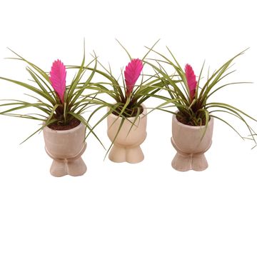 Tillandsia cyanea
