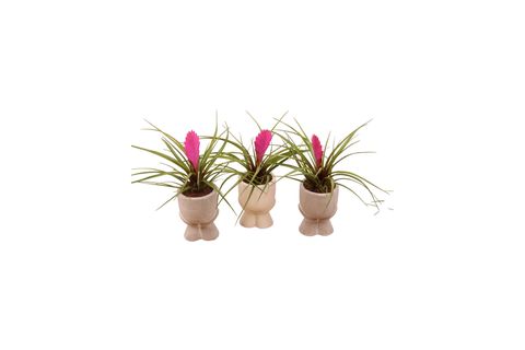 Tillandsia cyanea