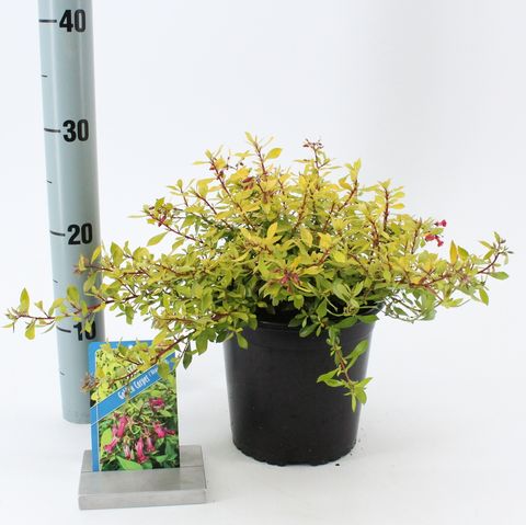 Escallonia GOLDEN CARPET