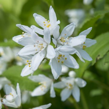 Deutzia YUKI SNOWFLAKE