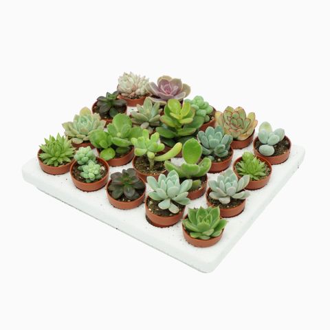 Succulents MIX