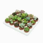 Succulents MIX