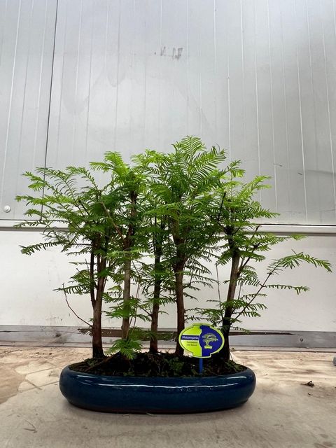 Metasequoia glyptostroboides