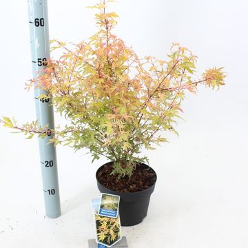 Acer palmatum METAMORPHOSA