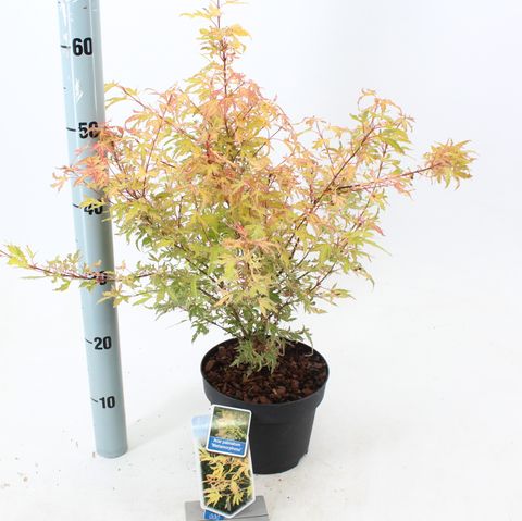 Acer palmatum METAMORPHOSA