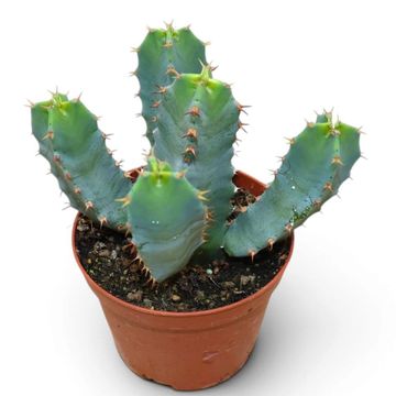 Euphorbia resinifera