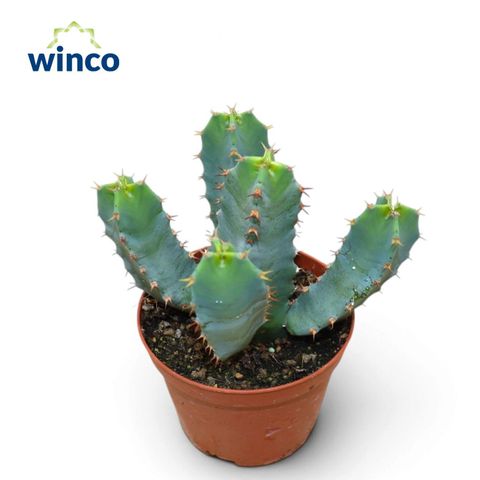 Euphorbia resinifera