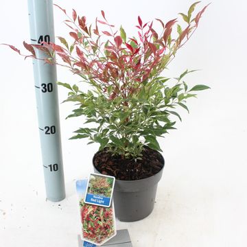 Nandina domestica 'Red Light'